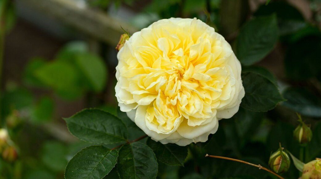 Climbing The Pilgrim yellow David Austin english Auswalker rose in summer garden