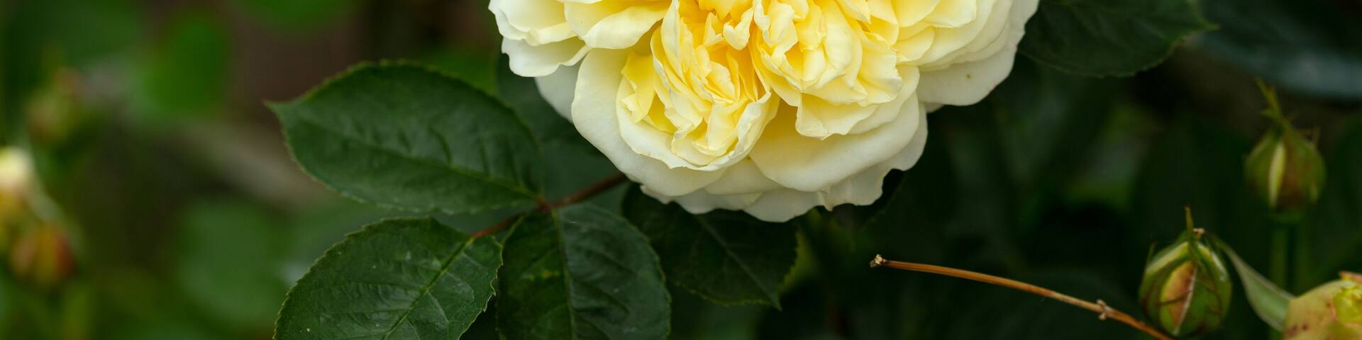 Climbing The Pilgrim yellow David Austin english Auswalker rose in summer garden