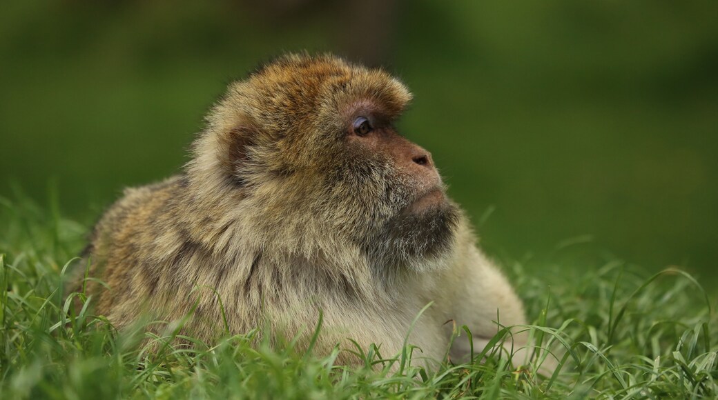 Adult Barbary Macaque.