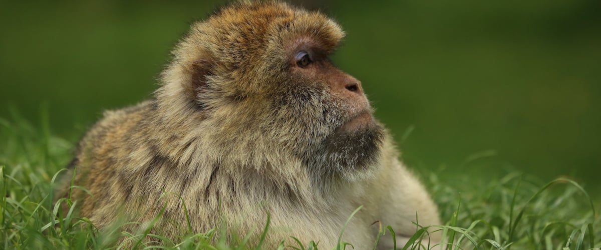 Adult Barbary Macaque.