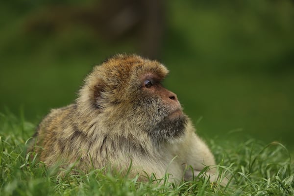 Adult Barbary Macaque.