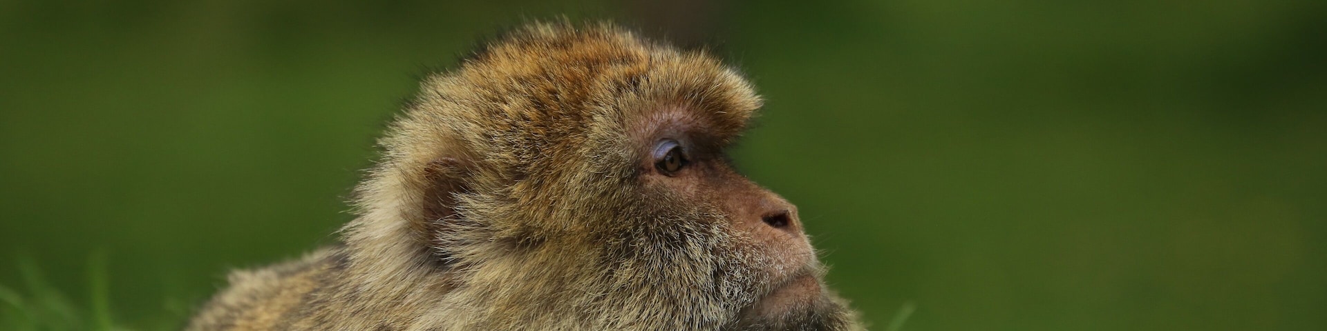 Adult Barbary Macaque.