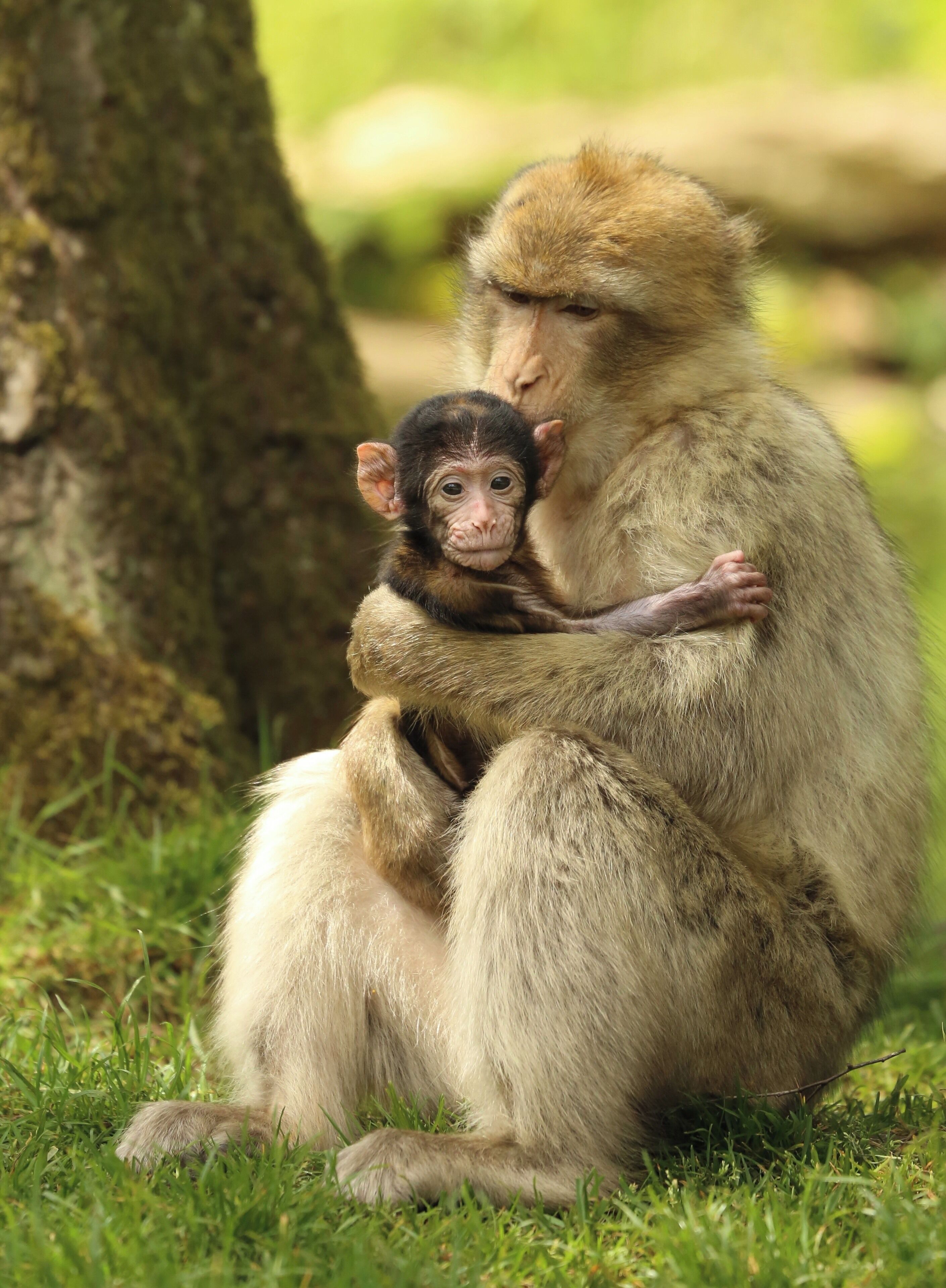 Well worth a visit especially when the babies have been born. Conservation to save the African Barbary Macaque.
