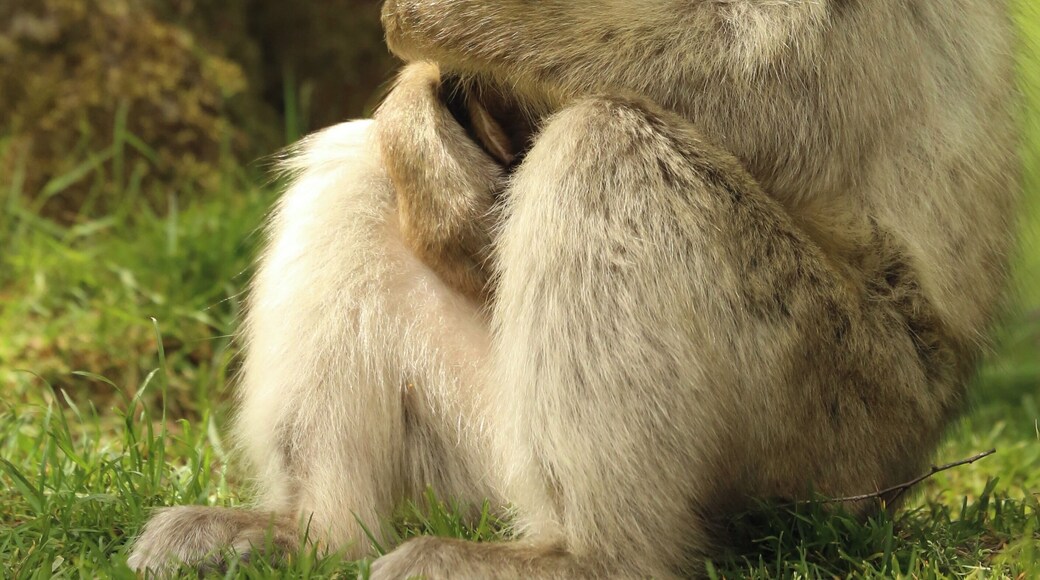 Well worth a visit especially when the babies have been born. Conservation to save the African Barbary Macaque.