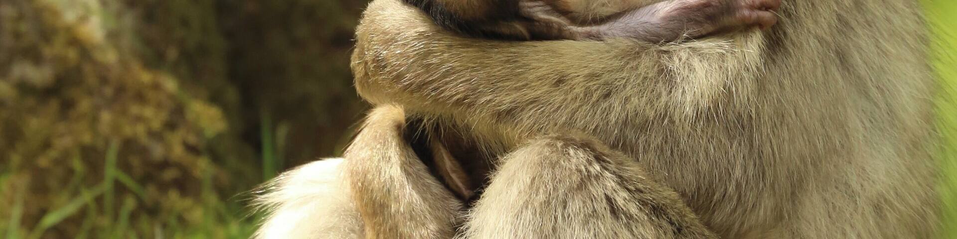 A monkey sitting on grass with a baby monkey.