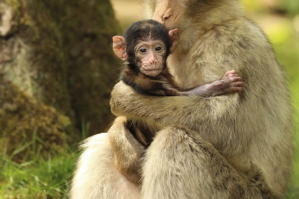 Un singe est assis dans l’herbe, et un petit singe est à ses côtés.