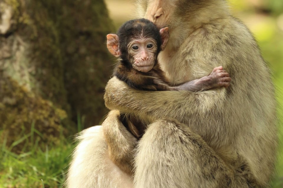 A monkey sitting on grass with a baby monkey.