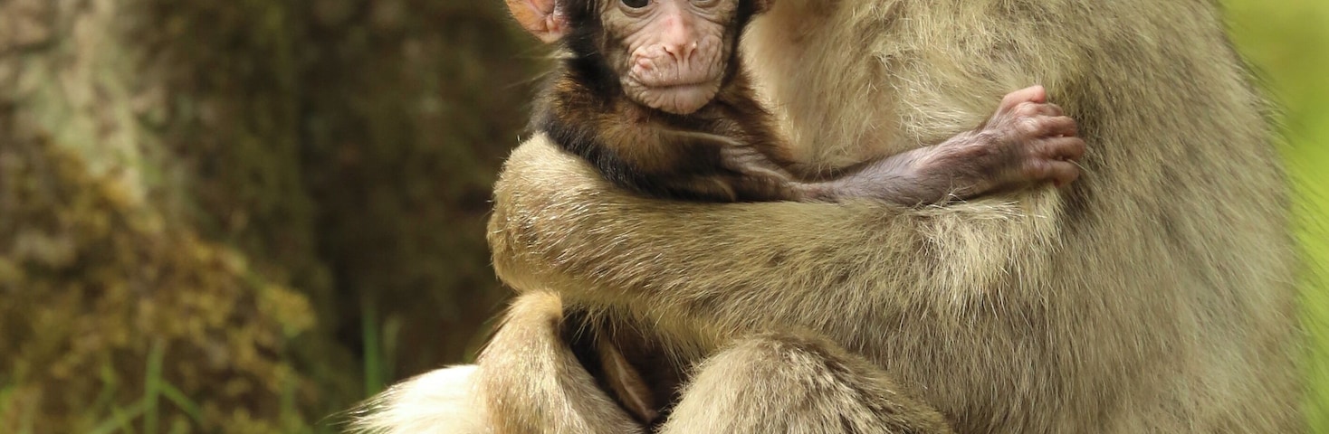 Um macaco sentado na grama com um filhote.