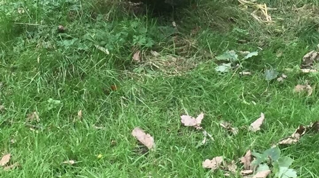 Walk among monkeys who casually stroll across the path in front of you without batting an eyelid at you