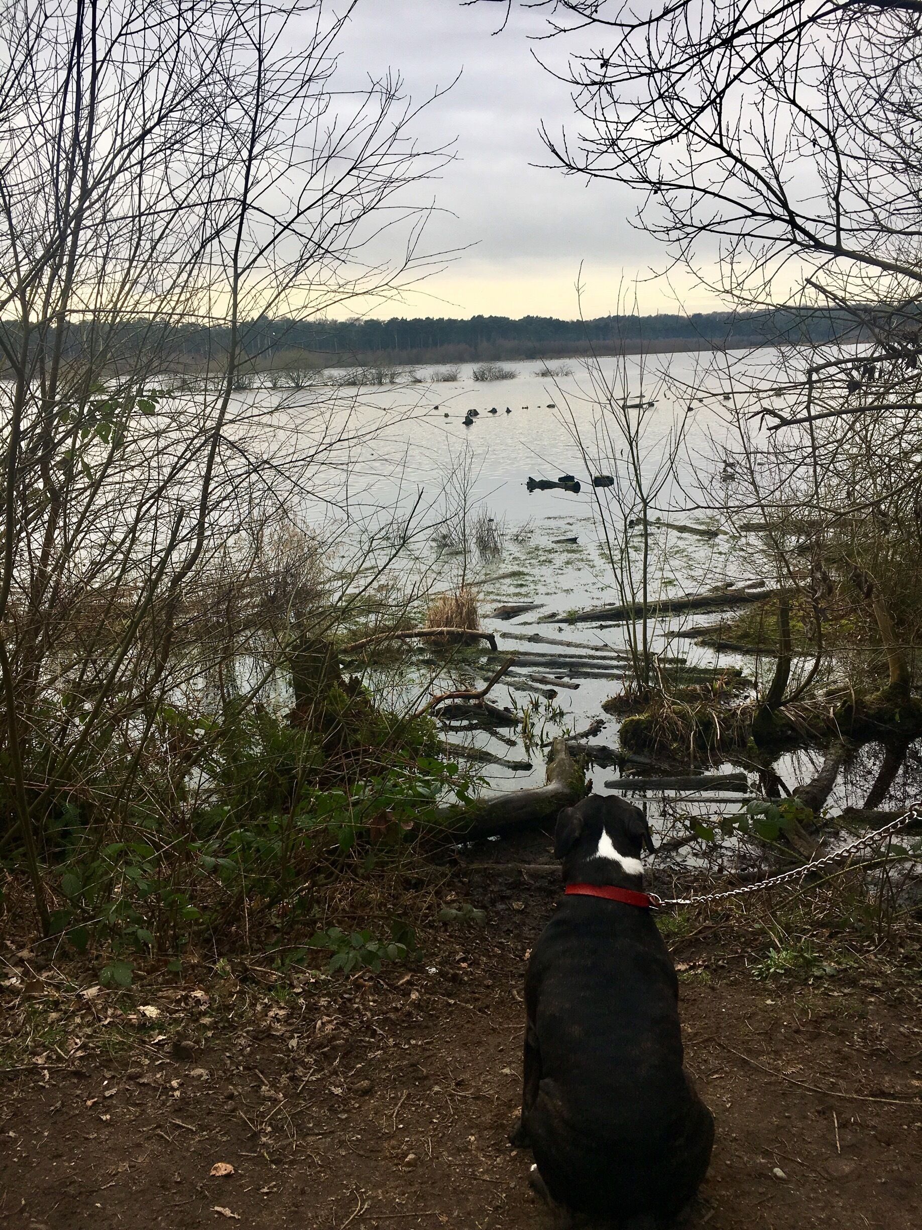 Little stop off whilst walking around Delemere 😍