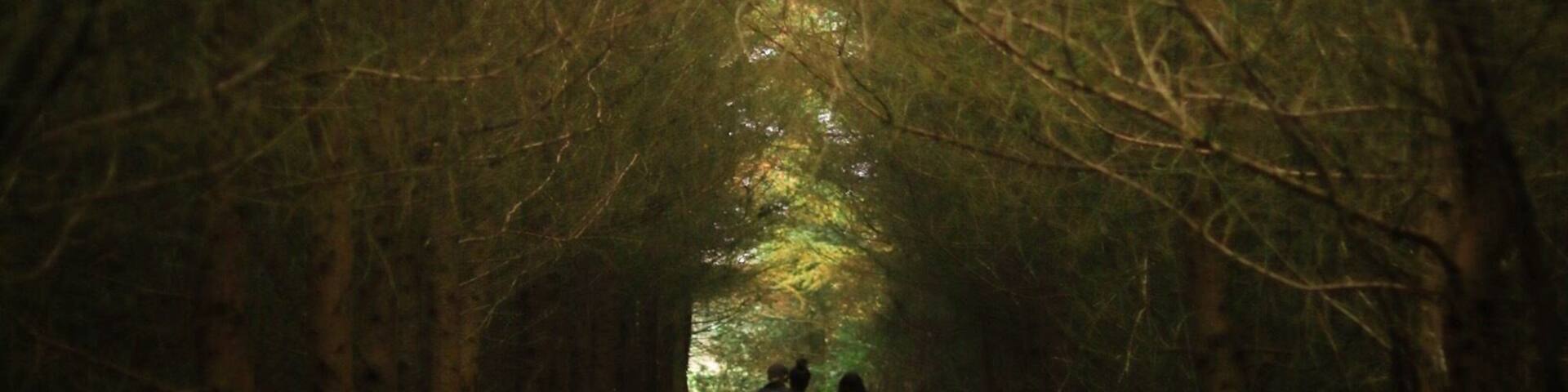 Un sendero en el bosque flanqueado por árboles, con dos personas alejándose de la cámara.