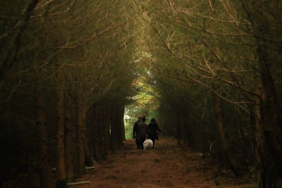 A forest path with trees on both sides and two people walking away from the camera.