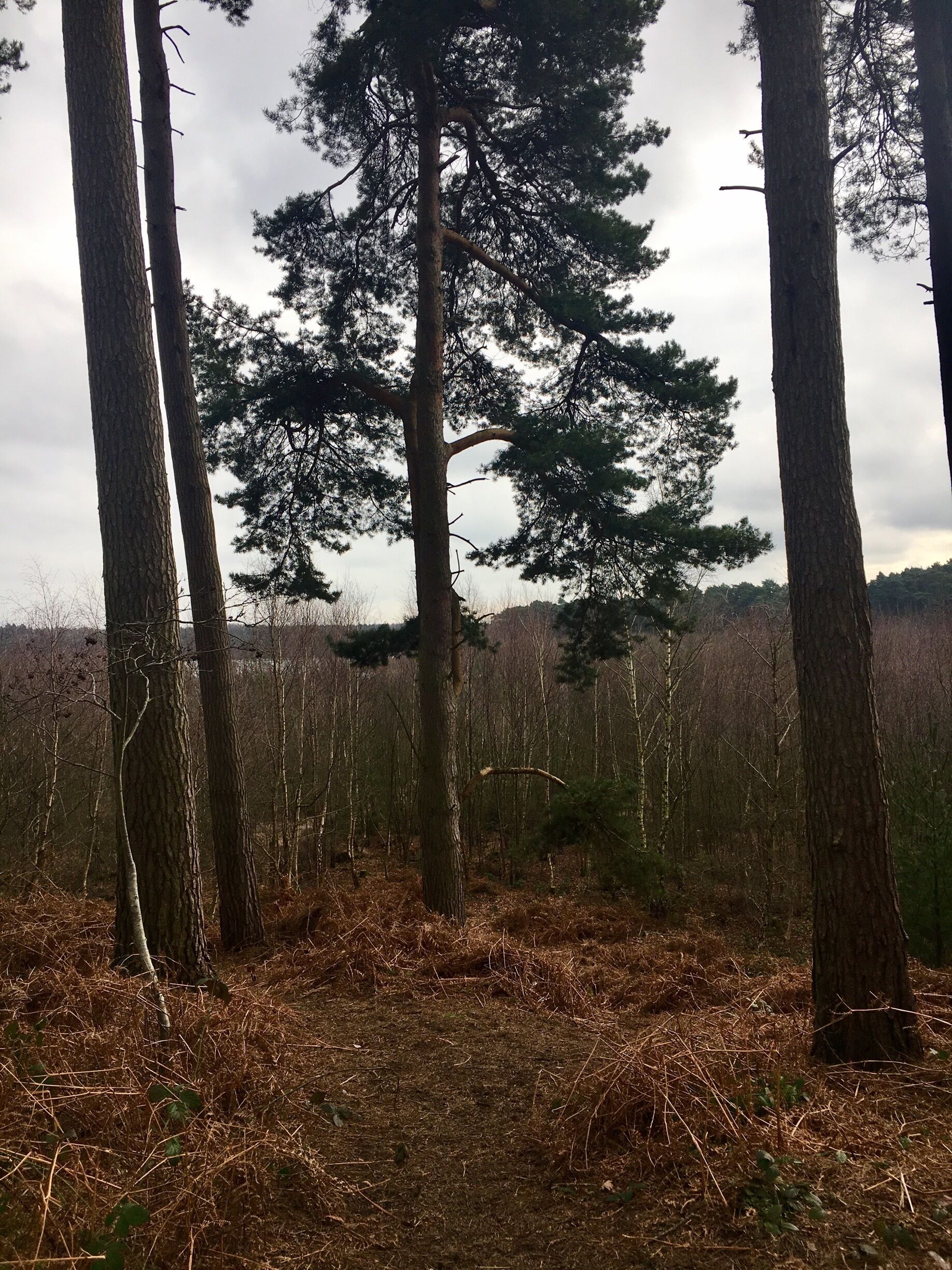 Delamere forest again 😍