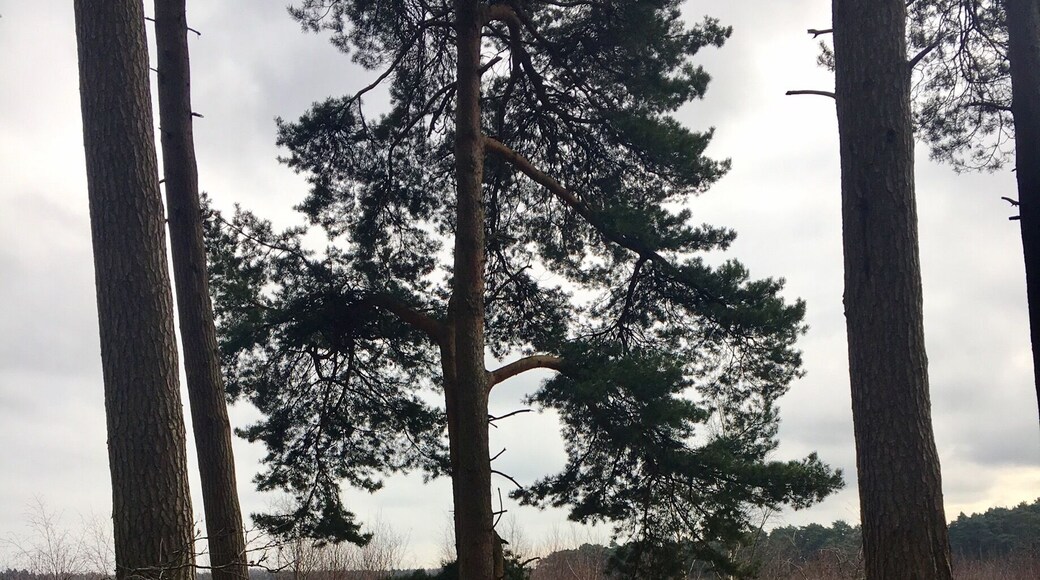 Delamere forest again 😍