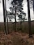 Un bosc amb arbres alts i un cel nuvolós.