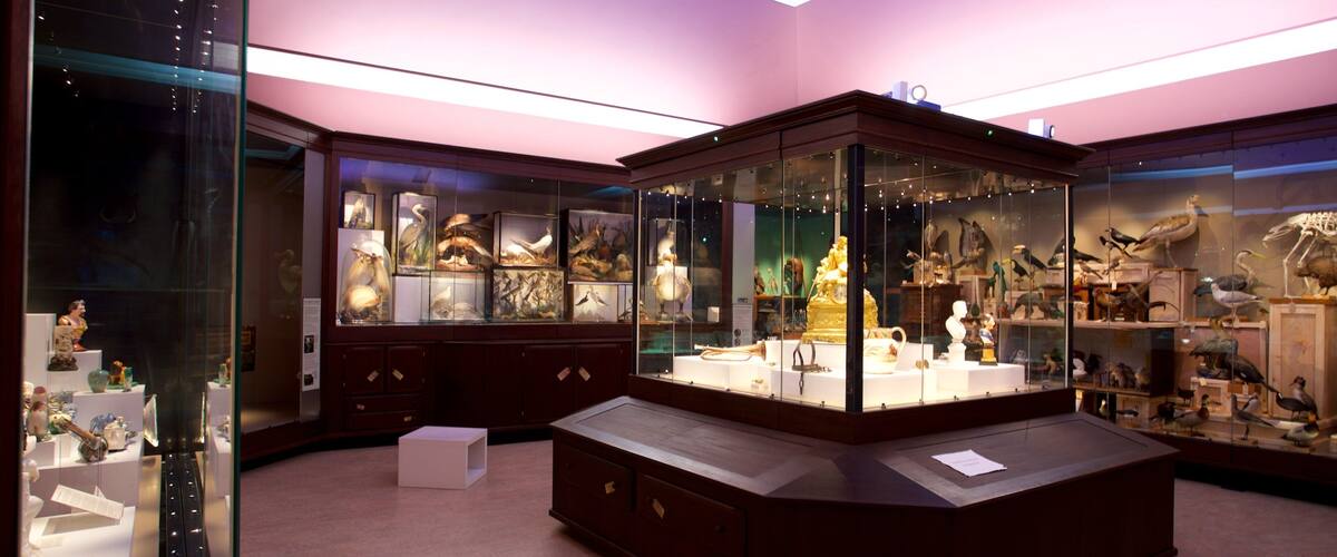 Warrington Museum & Art Gallery featuring interior views