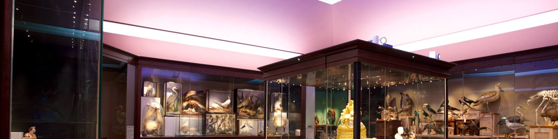 Warrington Museum & Art Gallery featuring interior views