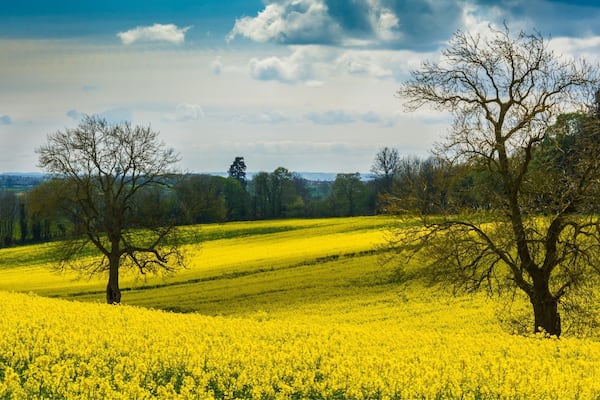 Fields in spring