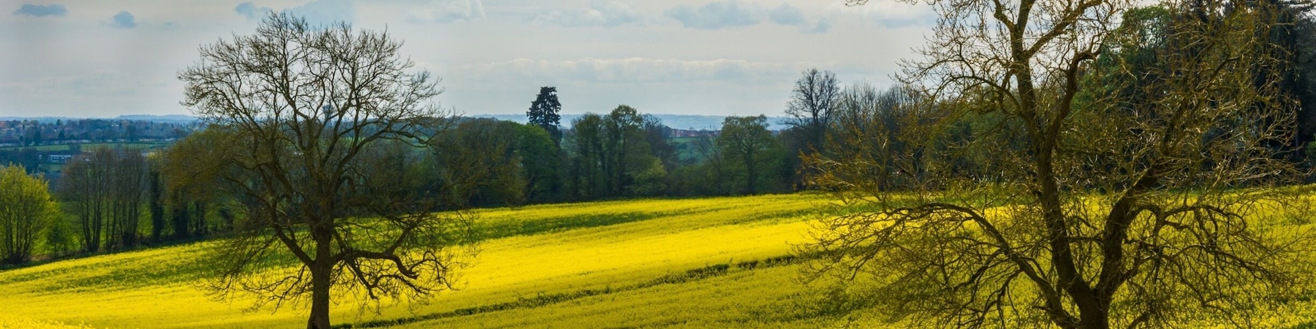 Fields in spring