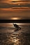 A silhouette of a person playing in shallow water at sunset with wind turbines in the background.
