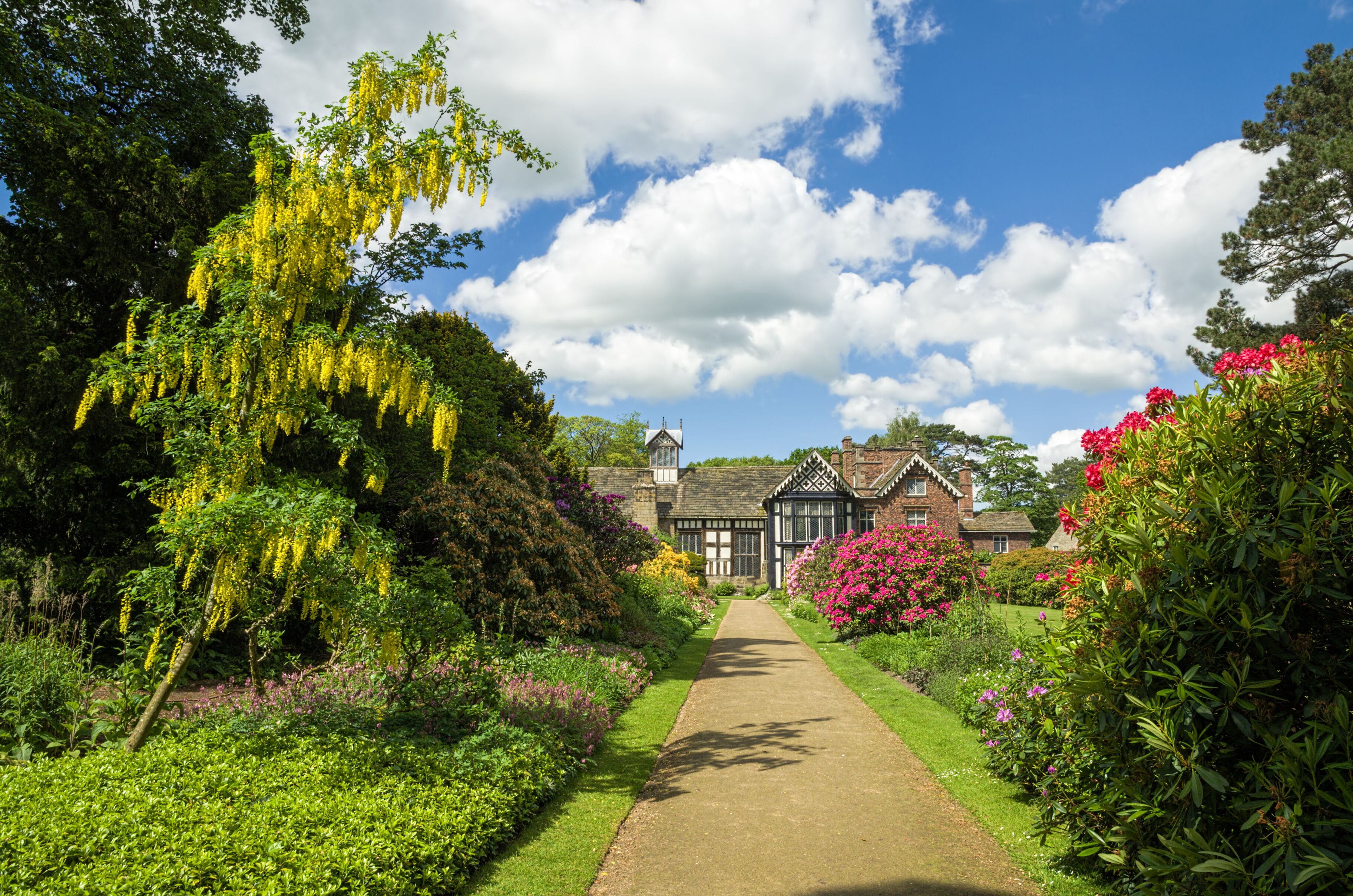 A garden pathway leading to a Tudor-style house with hanging yellow flowers and pink shrubs.