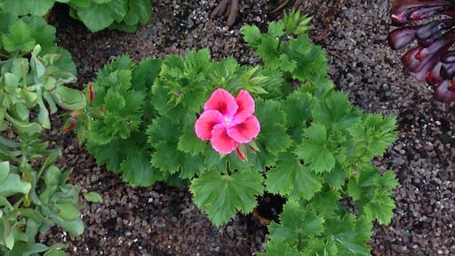 Greenhouse at Geilston Garden