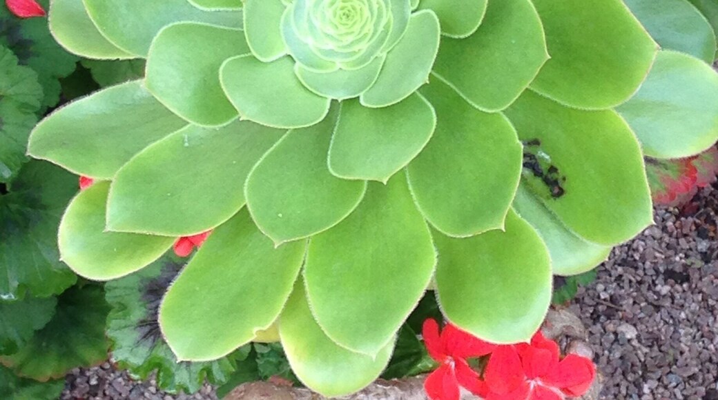 Greenhouse at Geilston Gardens