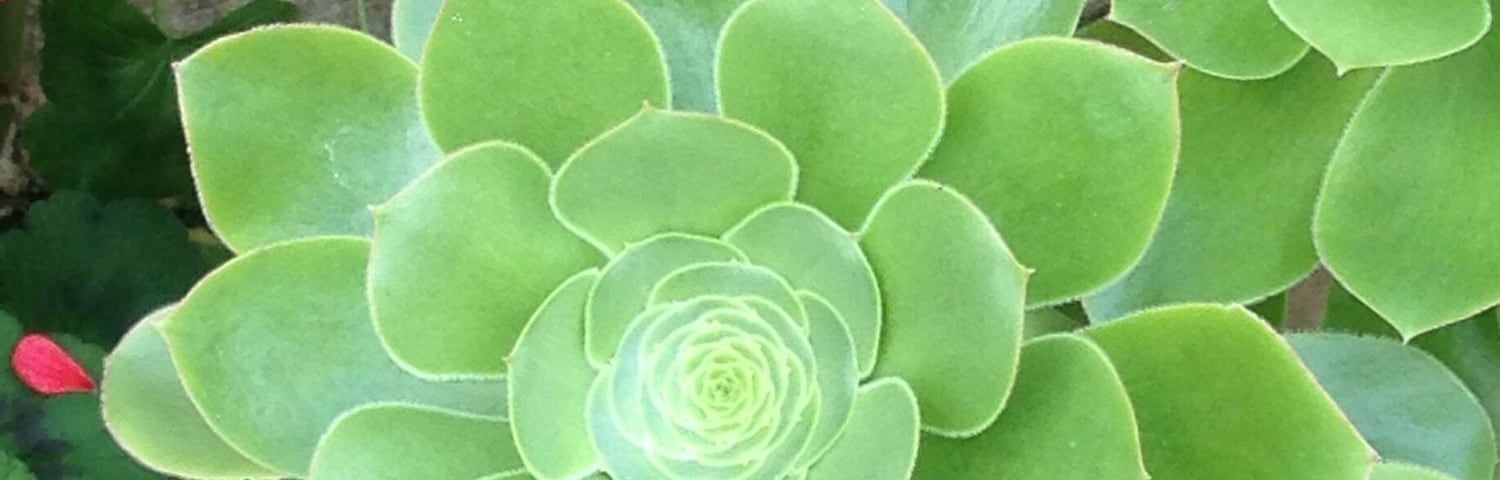 Greenhouse at Geilston Gardens