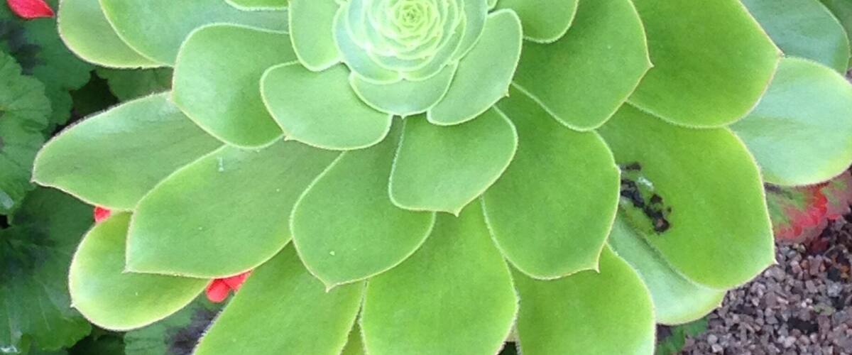 A succulent plant with thick, fleshy leaves and a central rosette of tightly packed leaves.