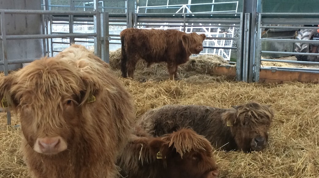 This years Highland calves
