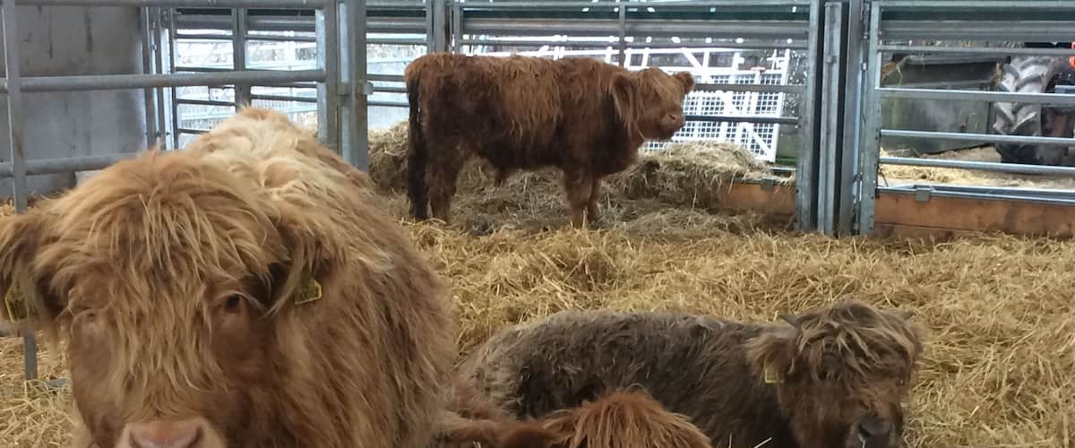 This years Highland calves