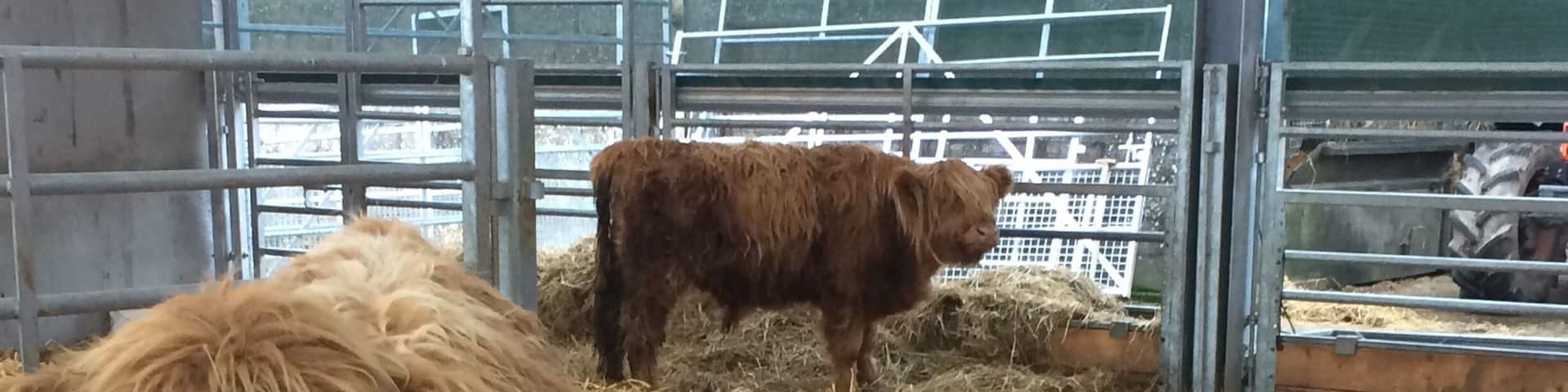 This years Highland calves