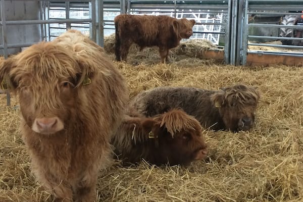 This years Highland calves