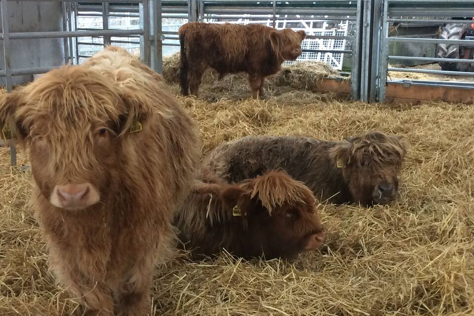A group of Highland cattle in a pen with metal fencing and hay on the ground.