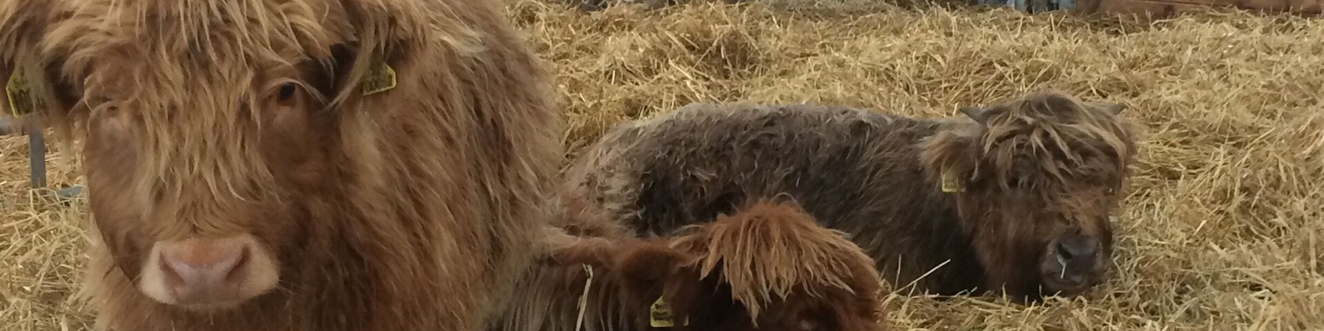 This years Highland calves