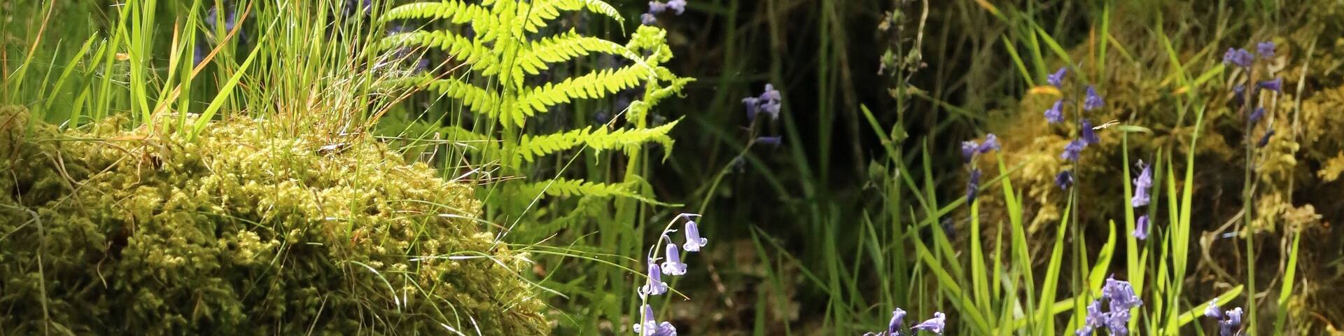 Some of the lovely bluebells and fern to be seen on the trail.