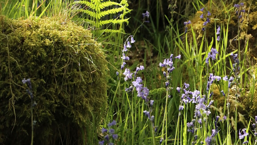 Some of the lovely bluebells and fern to be seen on the trail.