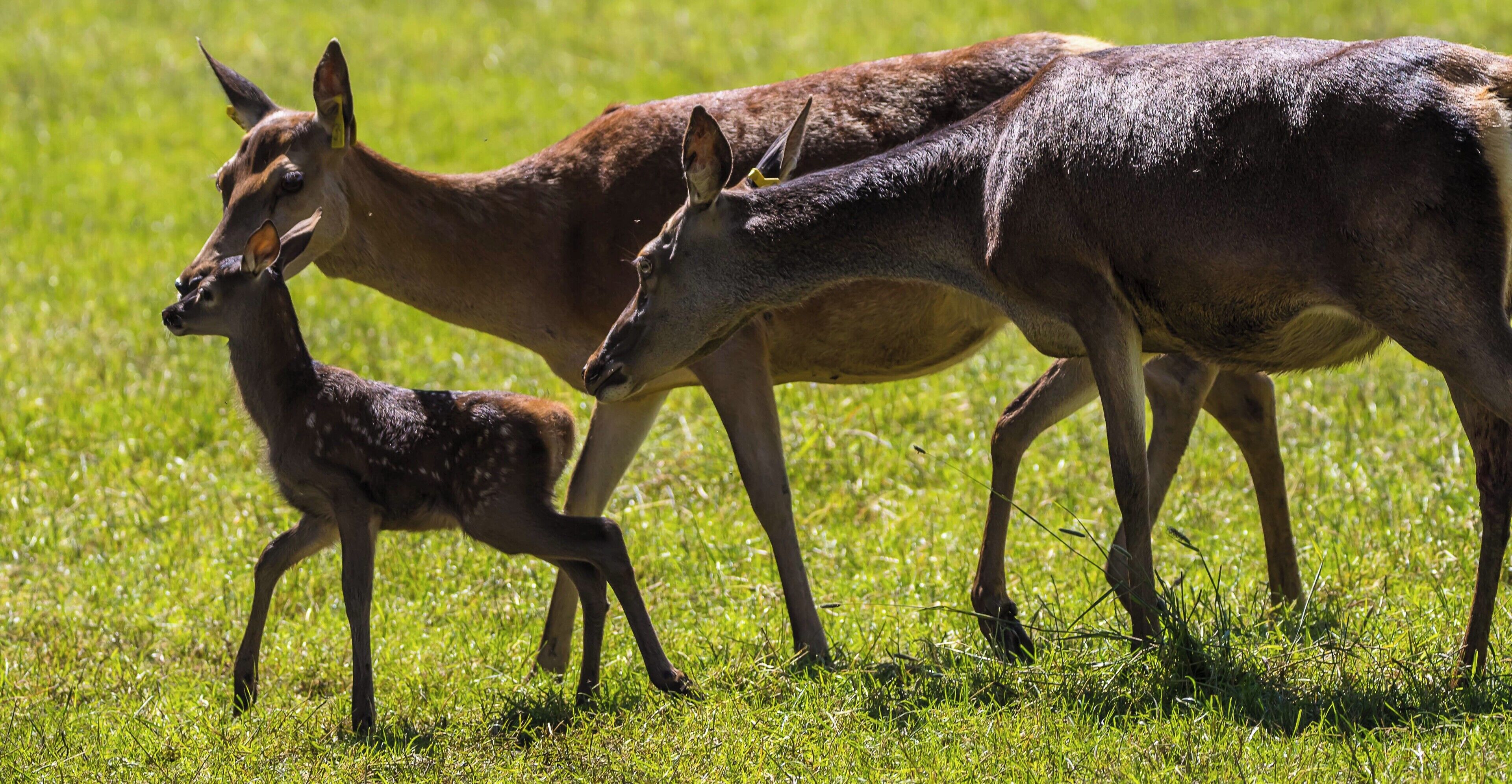 The Deer Safari, at Sledmere House. It is only on two days a year and that's in June.