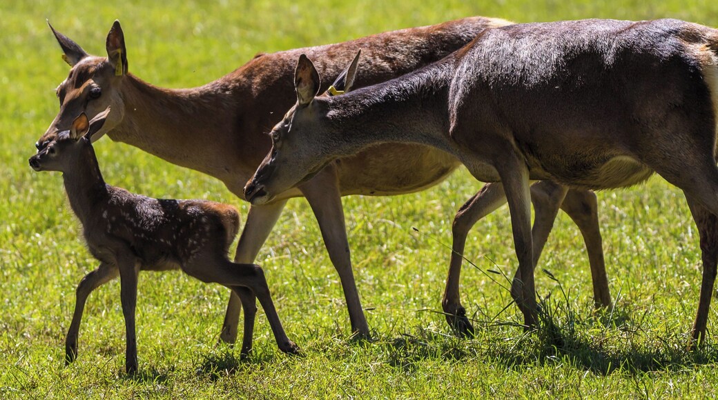The Deer Safari, at Sledmere House. It is only on two days a year and that's in June.