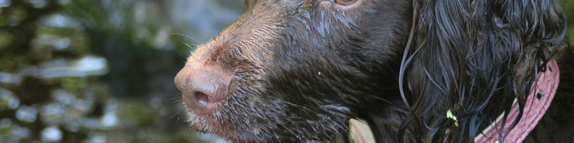 A nice day with the dogs at Hamsley forest