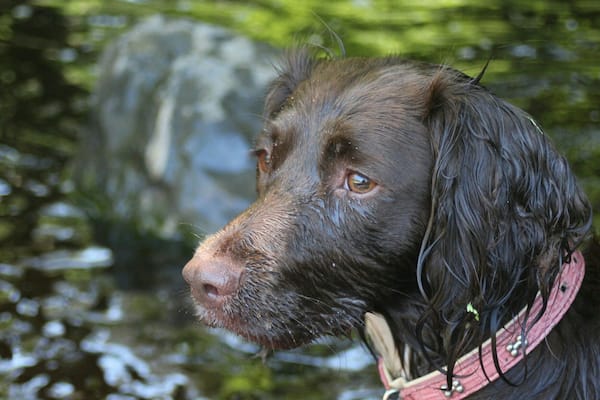 A nice day with the dogs at Hamsley forest