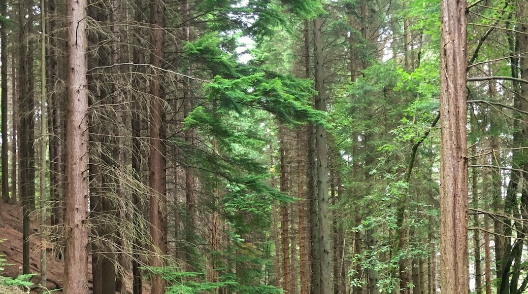 Hamsterly is an ideal
Palace for walks and mountain bike trails, great fun day out for all the family, loads of differ t difficulty trails.