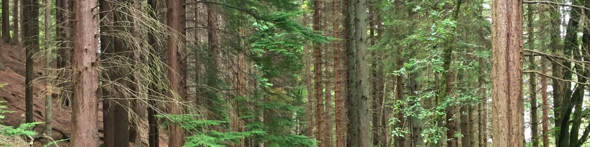 Hamsterly is an ideal
Palace for walks and mountain bike trails, great fun day out for all the family, loads of differ t difficulty trails.