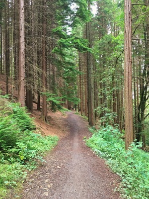 Hamsterly is an ideal
Palace for walks and mountain bike trails, great fun day out for all the family, loads of differ t difficulty trails.