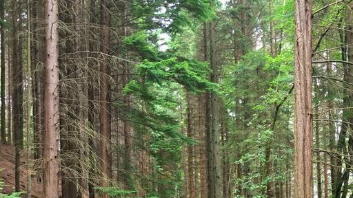 Hamsterly is an ideal
Palace for walks and mountain bike trails, great fun day out for all the family, loads of differ t difficulty trails.