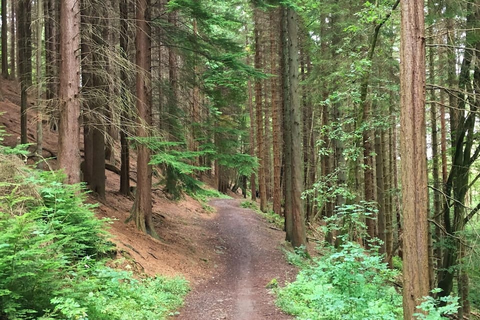 A forested path surrounded by tall trees and dense underbrush.