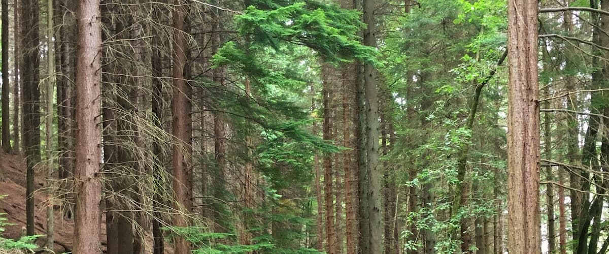 A forested path surrounded by tall trees and dense underbrush.