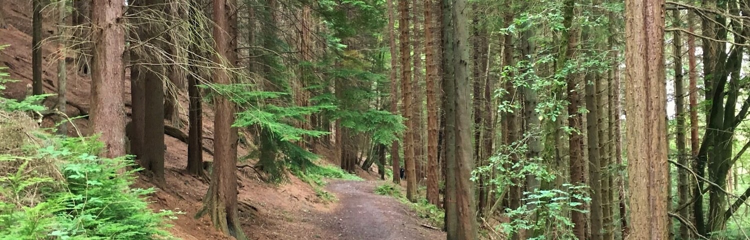 A forested path surrounded by tall trees and dense underbrush.