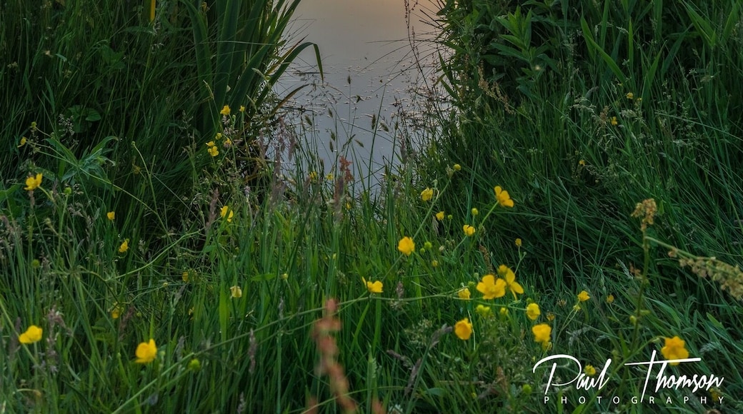 Great place for sunset shots and wildlife. Also water sports too. Plenty of parking and a cafe on site .
#hiking