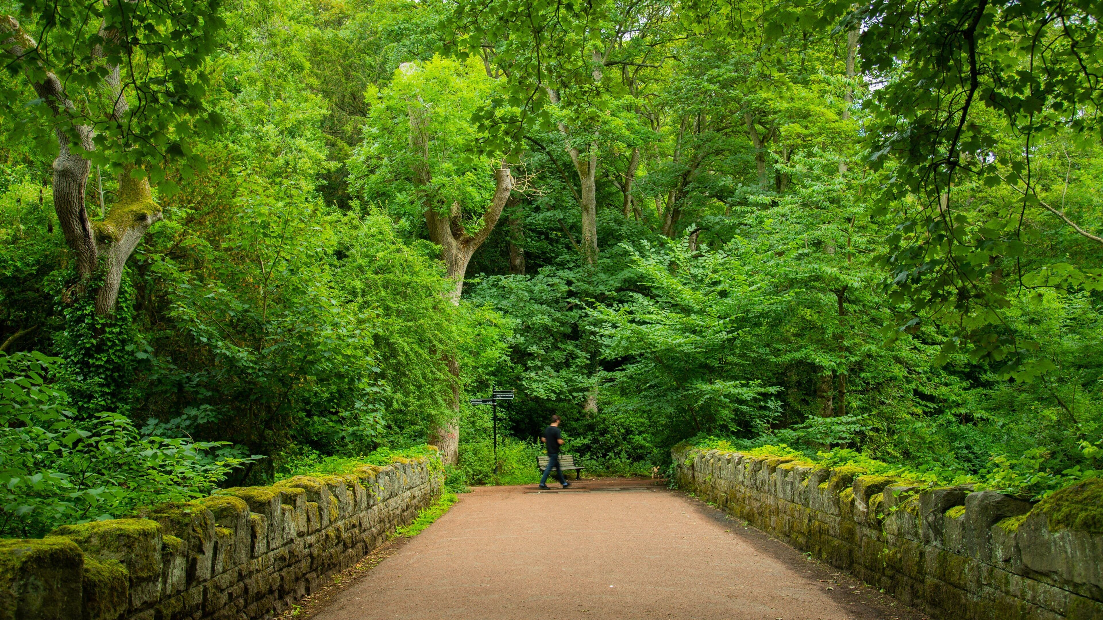 Jesmond Dene Park showing forests